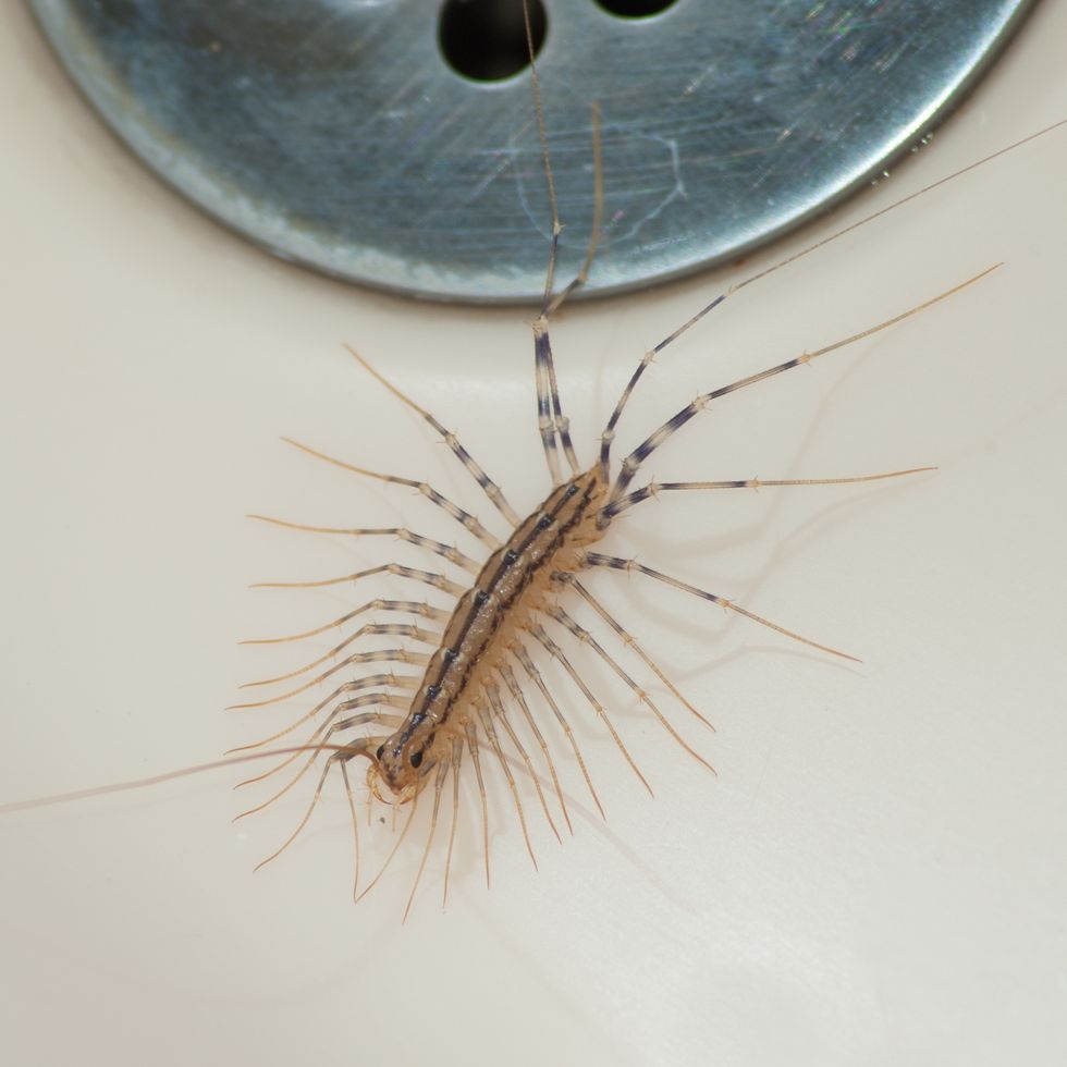 집에서 나오는 벌레 종류, 나오는 장소와 이유, 위험성 및 예방법 18가지 총정리