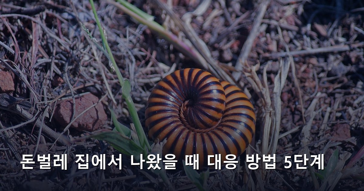 돈벌레 집에서 나왔을 때 대응 방법 5단계